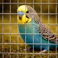 Pletivo Agrisald 12.7x25.4/1.5mm/1m