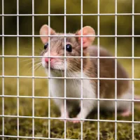 Zvárané pletivo Petnet ZN 10x10/0.8mm/1m